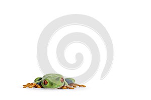 Red-eyed tree frog on white background