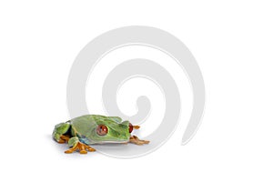 Red-eyed tree frog on white background