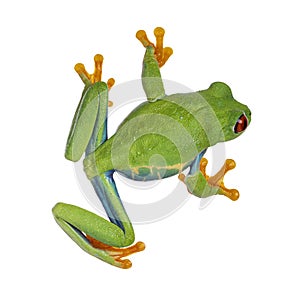 Red-eyed tree frog on white background