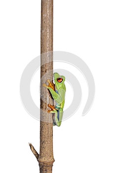 Red-eyed tree frog on white background