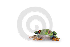 Red-eyed tree frog on white background