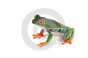 Red-eyed tree frog on white background