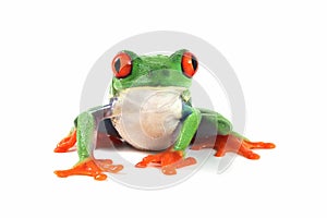 Red-eyed tree frog on white background