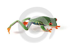 Red-eyed tree frog on white background