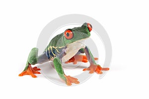 Red-eyed tree frog on white background