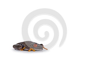 Red-eyed tree frog on white background