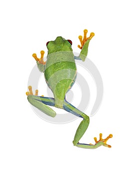 Red-eyed tree frog on white background