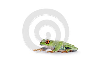 Red-eyed tree frog on white background