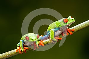 Red-eyed tree frogs Agalychnis callidryas