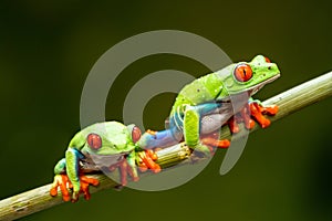 Red-eyed tree frogs Agalychnis callidryas