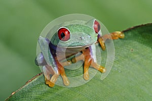 Red-eyed Treefrog photo