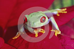 Red-eyed Treefrog