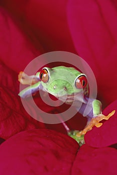 Red-eyed Treefrog