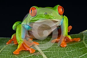 Red-eyed treefrog photo
