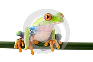 Red eyed treefrog