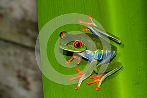 Red-eyed Treefrog