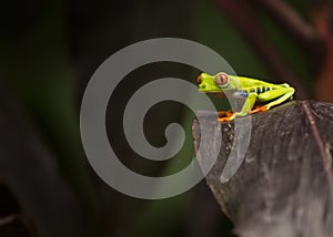 Red-Eyed Treefrog Agalychnis callidryas