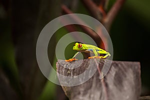 Red-Eyed Treefrog Agalychnis callidryas