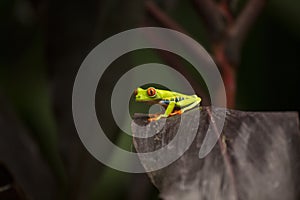 Red-Eyed Treefrog Agalychnis callidryas