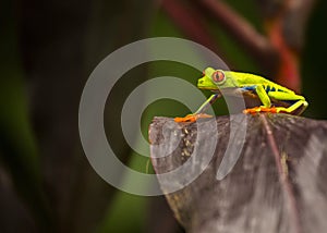 Red-Eyed Treefrog Agalychnis callidryas