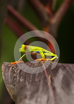 Red-Eyed Treefrog Agalychnis callidryas