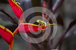 Red-Eyed Treefrog Agalychnis callidryas