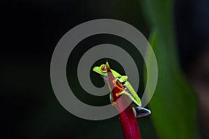 Red-Eyed Treefrog Agalychnis callidryas