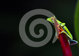 Red-Eyed Treefrog Agalychnis callidryas