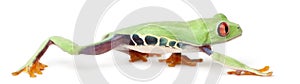 Red-eyed Treefrog, Agalychnis callidryas