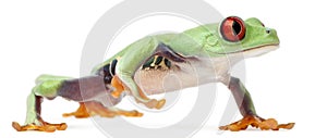 Red-eyed Treefrog, Agalychnis callidryas photo