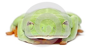 Red-eyed Treefrog, Agalychnis callidryas