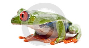 Red-eyed Treefrog, Agalychnis callidryas