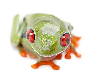 Red-eyed Treefrog, Agalychnis callidryas