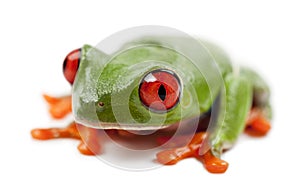 Red-eyed Treefrog, Agalychnis callidryas