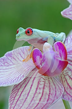 Red-eyed treefrog (Agalychnis callidryas)