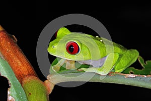 Red-eyed treefrog Agalychnis callidryas from Costa Rica