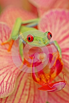 Red-eyed treefrog (Agalychnis callidryyas)