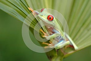 Red-eyed treefrog (Agalychnis callidryyas)