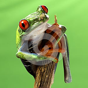 Red eyed treefrog macro isolated