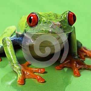 Red eyed treefrog macro isolated