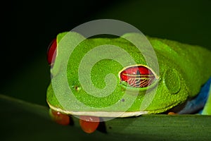 Red-eyed Treefrog photo