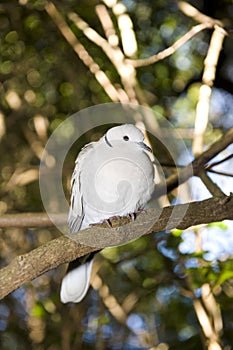 Red eyed Turtle dove or Half collared dove