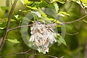 Red Eyed Vireo