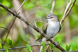 Red-eyed Vireo