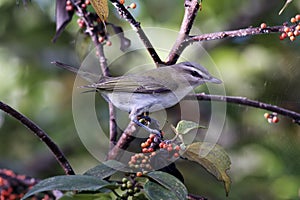 Red-eyed Vireo at A.D. Barnes Park in Miami, Florida