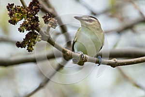 Red-eyed Vireo - Vireo olivaceus