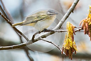 Red-eyed Vireo - Vireo olivaceus