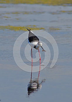 Red eyes bird fishing