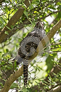 Red eyes brown white dot feather bird