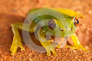 Red eyes green frog